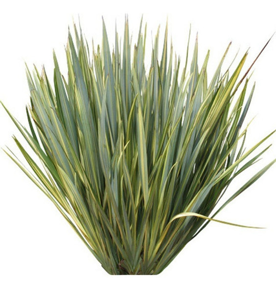 Formio ( Phormium Tenax) 0 Formio ( Phormium Tenax) 0