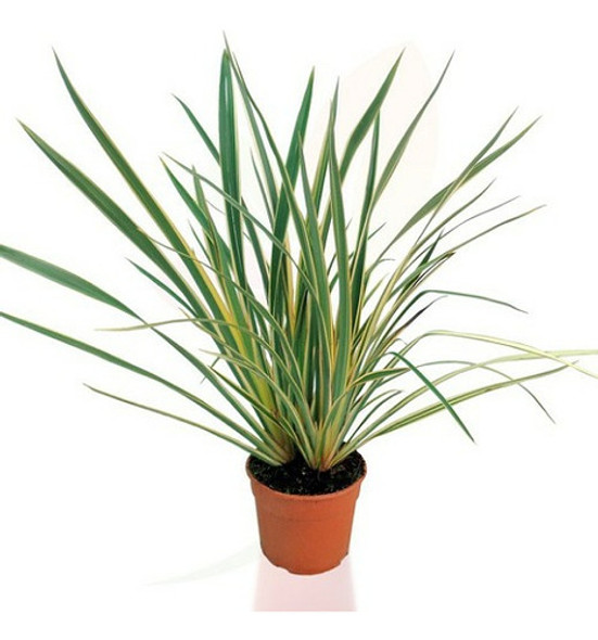 Formio ( Phormium Tenax) 0 Formio ( Phormium Tenax) 0