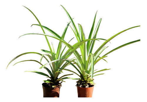 Planta Anana Piña O Silvestre A Elegir 60 Cm 2 Años Envios 0