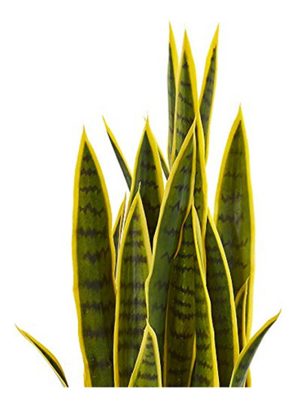 Casi Natural 8303 Plantas De Seda Artificiales De 330 En Col 1