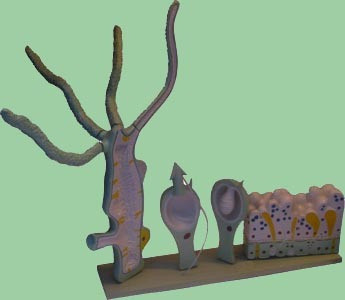 Hydra, Material Didactico Para Enseñanza, 6012 1