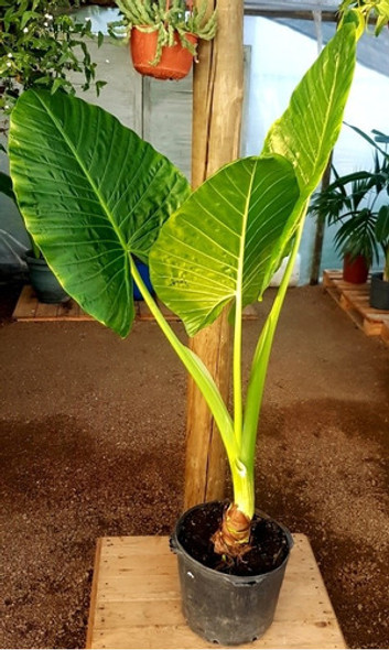 Planta Oreja Elefante!!! 1