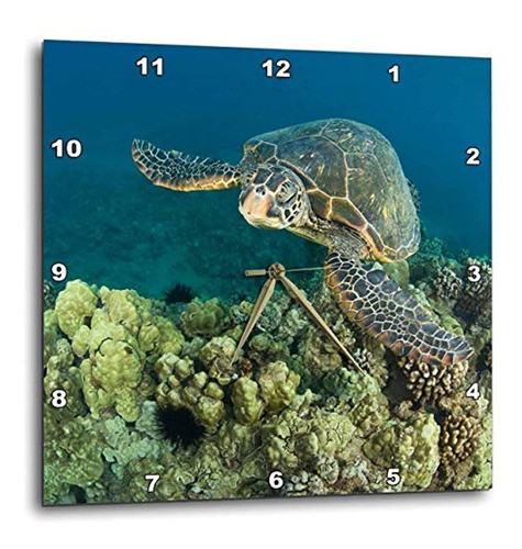 Dpp _ _ _ _ _ _ _ _ _ _ 89950 Danita Delimont  Tortugas  Tor 0