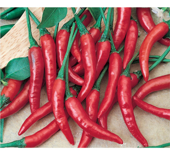 Sementes De Pimenta Dedo De Moça (cayenne) Pcte C/ 50 Gramas 1 Sementes De Pimenta Dedo De Moça (cayenne) Pcte C/ 50 Gramas 1