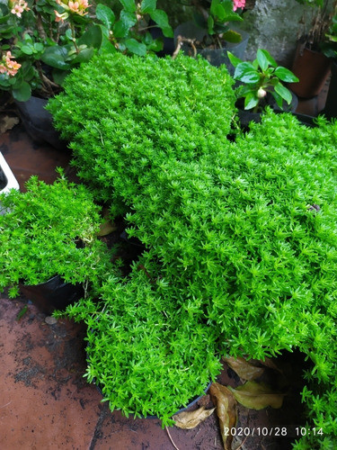 Sedum Decorativo 0
