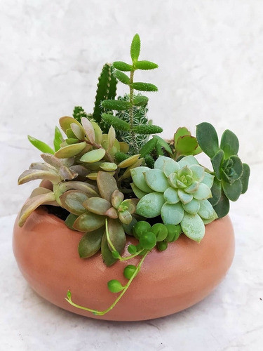 Cuenco Cerámica ,con Mix Suculentas 0