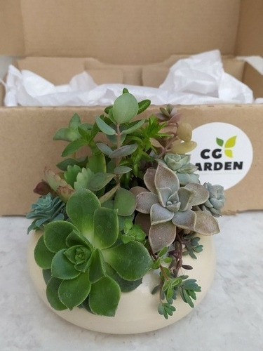 Cuenco Cerámica ,con Mix Suculentas 1