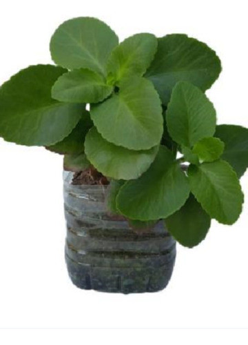 Kalanchoe - Rojo ( Gran Tamaño )... No Hago Envios 0