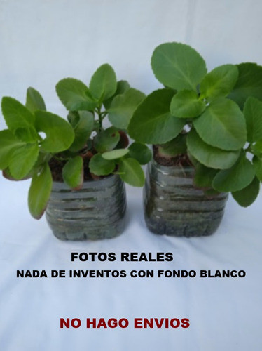 Kalanchoe - Rojo ( Gran Tamaño )... No Hago Envios 1