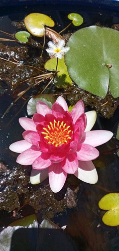 Nenufar Planta Acuatica 0