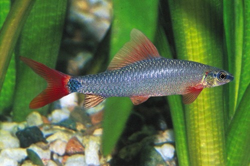 Labeo Eritrurus Puro Promocion De Mundo Acuatico 0