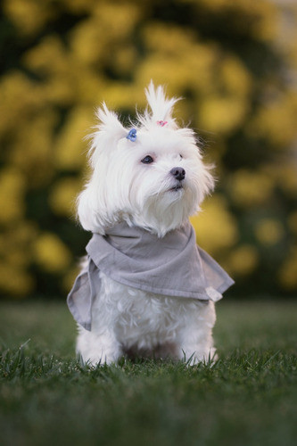 Pañuelo Para Perro Camelia Abrigo Cuello Bufanda Cemento 0