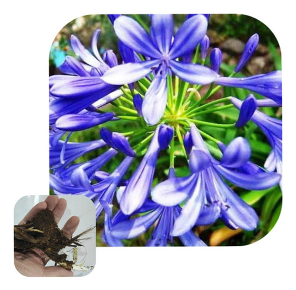 Bulbos De Agapanthus Azul  (x1 Unid ) Imp. Holanda!! 0