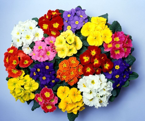Frete Grátis Primula Sortida Sementes Flor Para Mudas 0