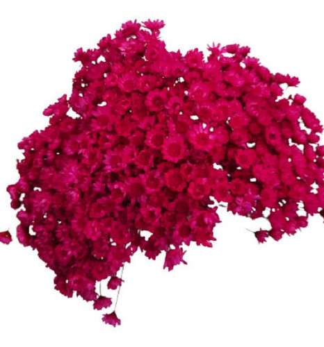 600 Sempre Vivas Decoração Casamento Lembrança Pink 0