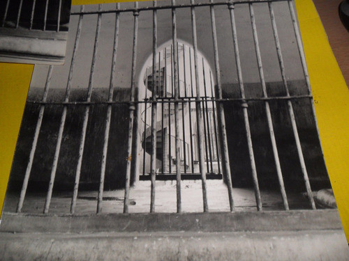 Foto Fotografia Reja Enrejado Escalera Jaula Oso Gris Grizzl 1