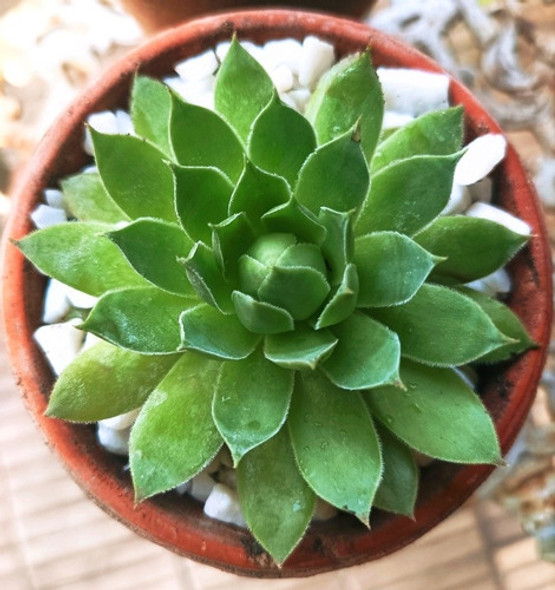 Planta Suculenta Siempreviva Tectorum, Organica Maceta Barro 1