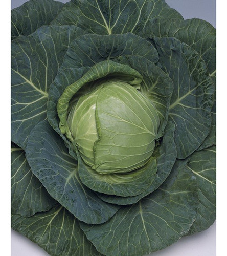 Sementes De Repolho Híbrido Azumi Env. C/ 2.500 Sementes 1