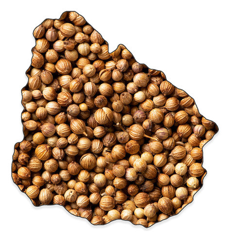 Coriandro Grano Especial - Excelente Calidad - 500g Envio 0