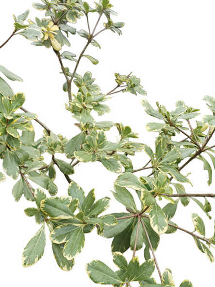 Planta Pitosphorum + Maceta Envío Gratis 1 Planta Pitosphorum + Maceta Envío Gratis 1