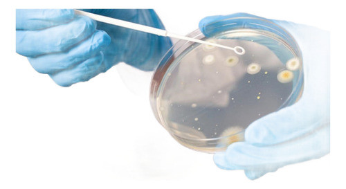 Estudio Análisis Test De Toxicidad O Bioensayos 1