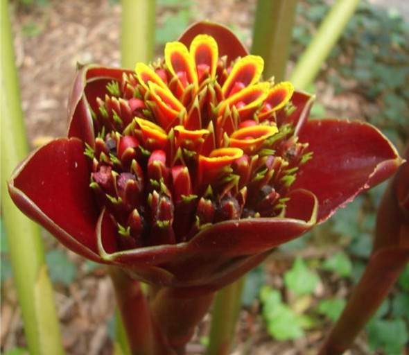 Sementes  Bastão Do Imperador Tulipa Etlingera Hemisphaerica 0