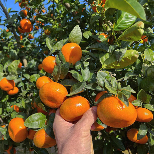 Mandarina Murcott (injertados) Senasa 1