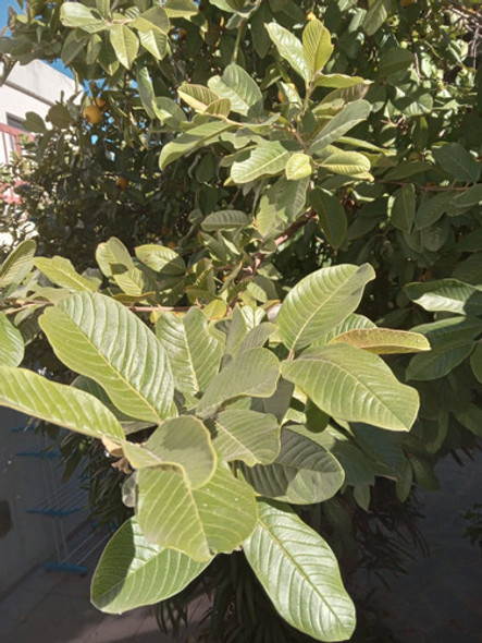 Hojas De Guayaba Super Frescas. 0