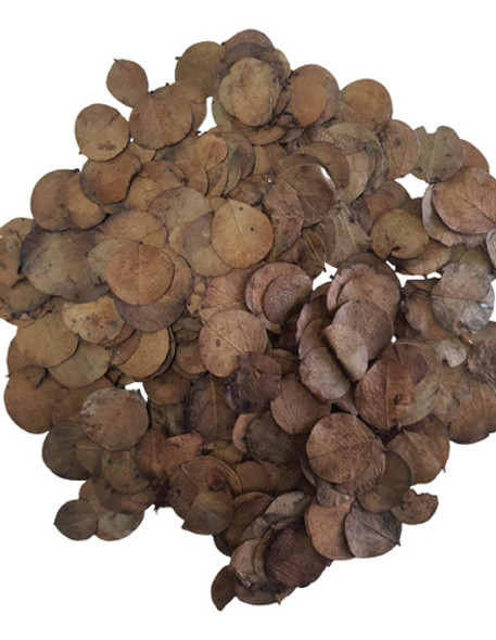 Folha Moeda Desidratadas Marrom Bronze Decoração 500g 0
