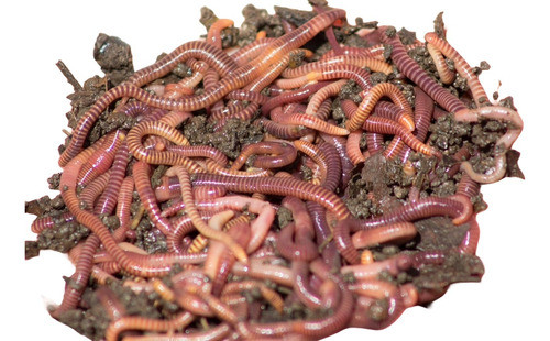 Lombrices Californianas Rojas Contadas X 100 Huevos Compost 0