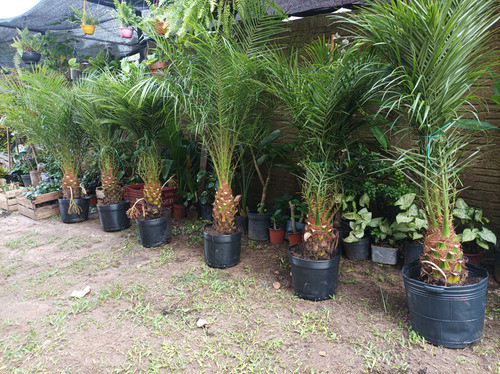 Palmera Fénix Pack 2 Unidades Envío Gratis 1