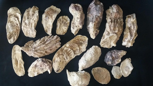 Lote De Valvas De Ostras 0