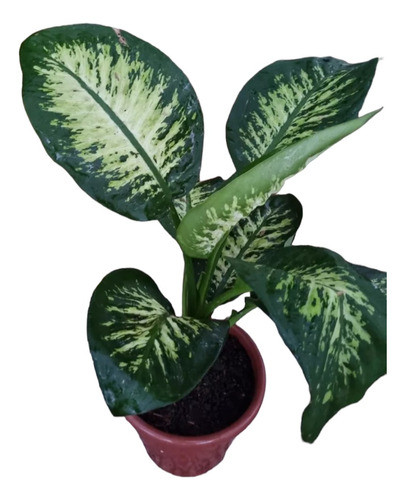 Plantas Diffenbachia 1