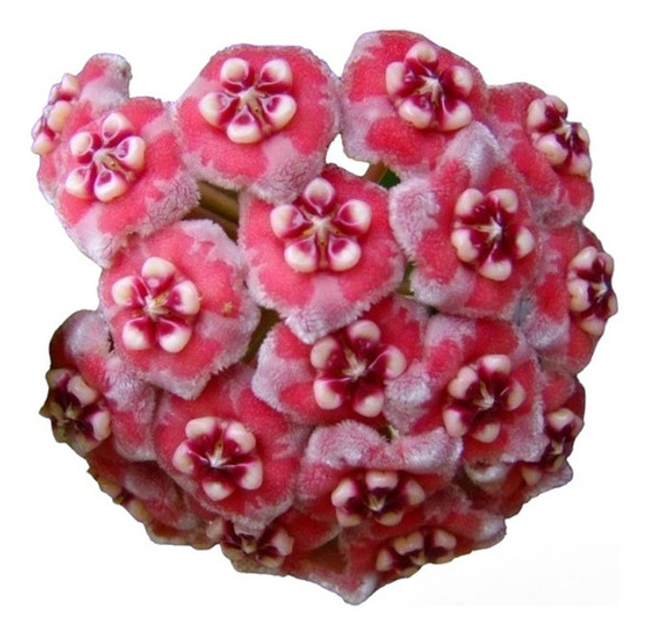 Hoya Meliflua, Flor De Cera / Planta Exotica 0