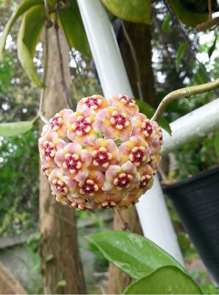 Hoya Meliflua, Flor De Cera / Planta Exotica 1