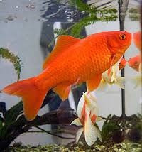Carpas Koi 6cm 0