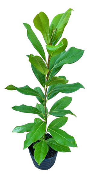 Magnolia Grandiflora 1