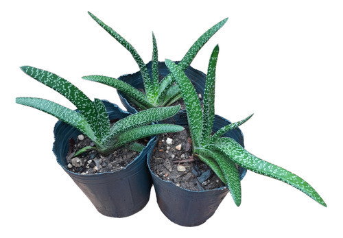 Gasteria Planta Suculenta, Hacemos Envíos 0