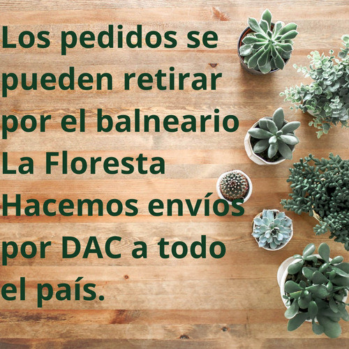 Gasteria Planta Suculenta, Hacemos Envíos 1