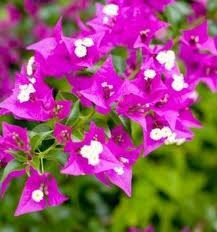 Jazmin Del Cabo, Hibisco Rojo O Rosado Y Santa Rita(combo) 1