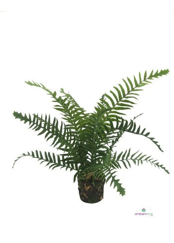 Kokedama Artificial Con Palmera De  37 Cm Aprox 1