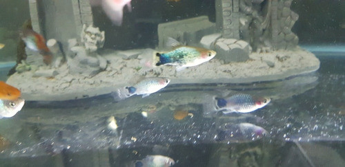 Pez Platy Azul Spotted 1