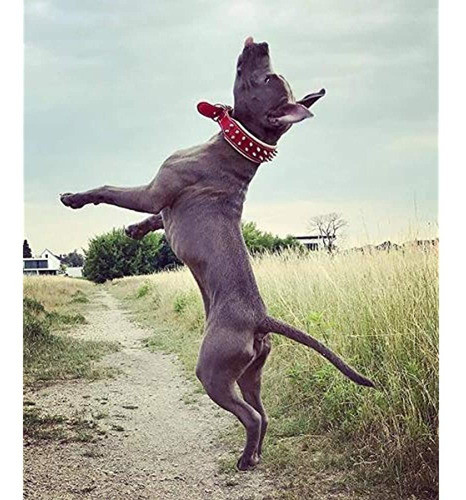 Bestia  Frenchie Red Collar De Perro De Cuero Genuino. Tacho 1