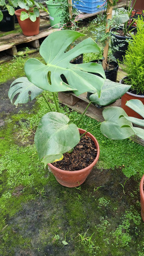 Planta Monstera ( Esqueleto De Caballo Con Maceta !! 1