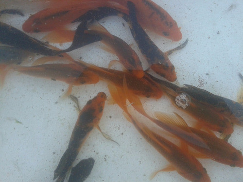 Peces Carpas Koi De 5   Cm Cometas Muchos Colores 0