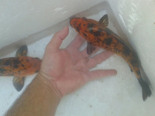 Peces Carpas Koi De 5   Cm Cometas Muchos Colores 1