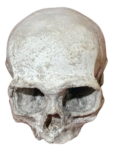 Craneo  Tamaño Real Calavera Escultura Tatuaje Hueca 0