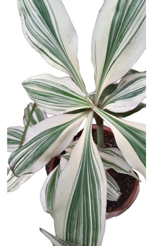 Plantas Tropicales Exóticas 0