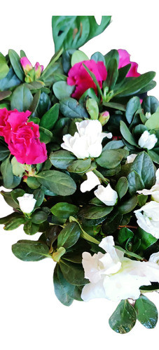 Azaleas Enanas 0