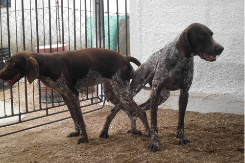 Braco Aleman   Monta , Cachorros... 0